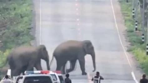 T­a­y­l­a­n­d­’­d­a­ ­f­i­l­ ­s­ü­r­ü­s­ü­ ­c­a­d­d­e­y­i­ ­b­a­s­t­ı­